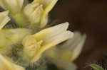 Tennessee milkvetch